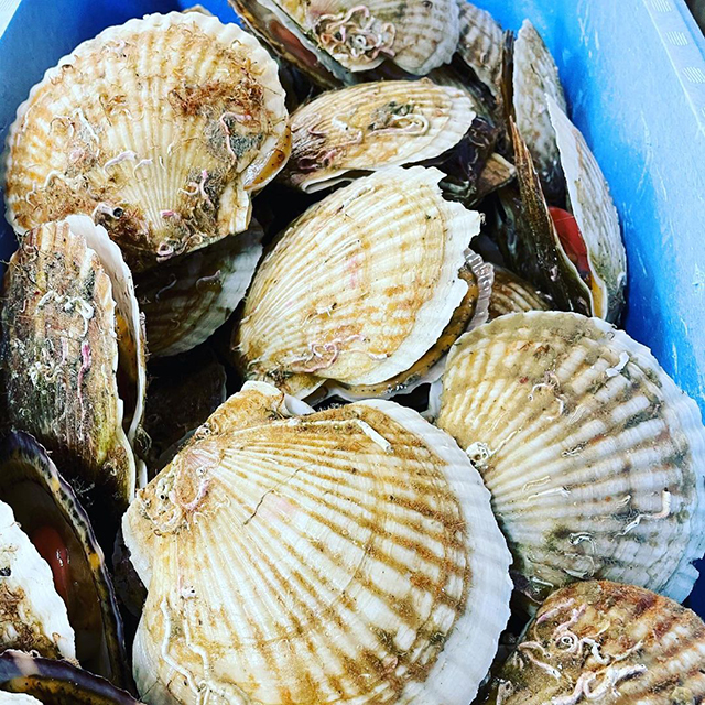 朝獲れの新鮮な海鮮食材